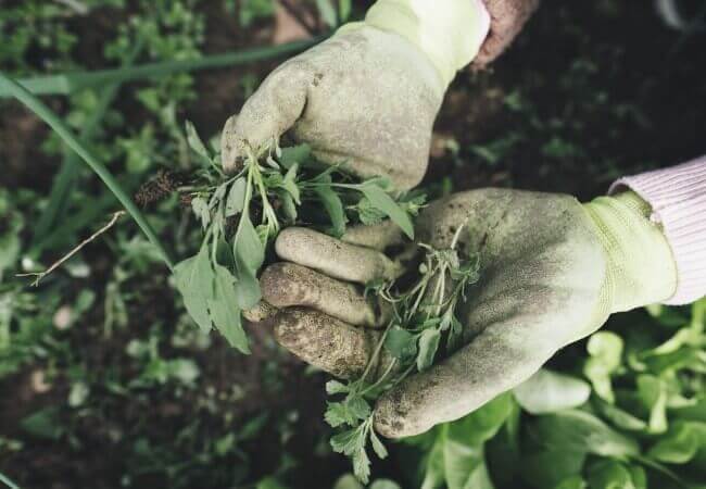 When & How to Harvest Marijuana? [Cannabis Buds] 1