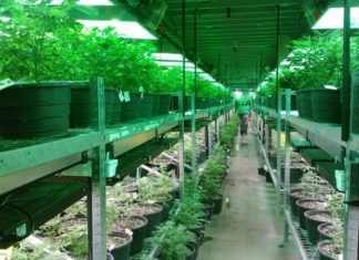 Clone Cannabis Plants