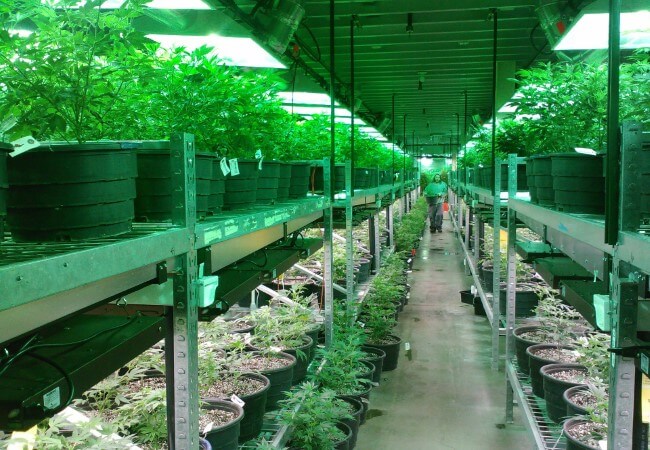 How to Grow Marijuana Indoors – Complete Guide of 2019 2