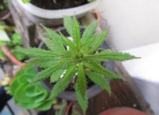 marijuana how to grow