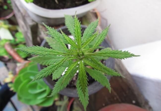 When & How to Harvest Marijuana? [Cannabis Buds] 2