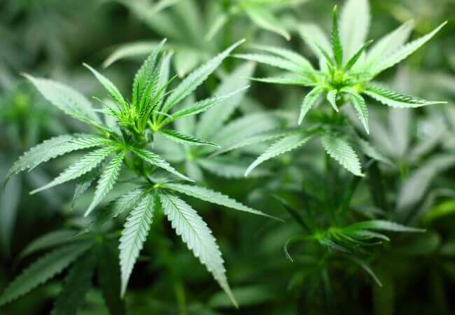 When & How to Harvest Marijuana? [Cannabis Buds] 3